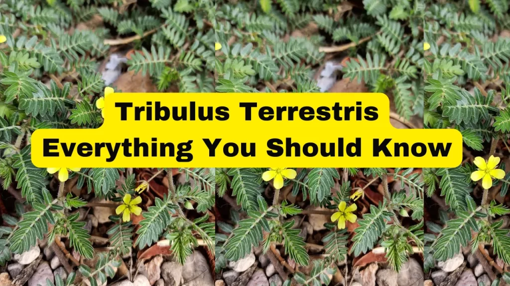 Tribulus Terrestris – Where To Buy Tribulus Terrestris